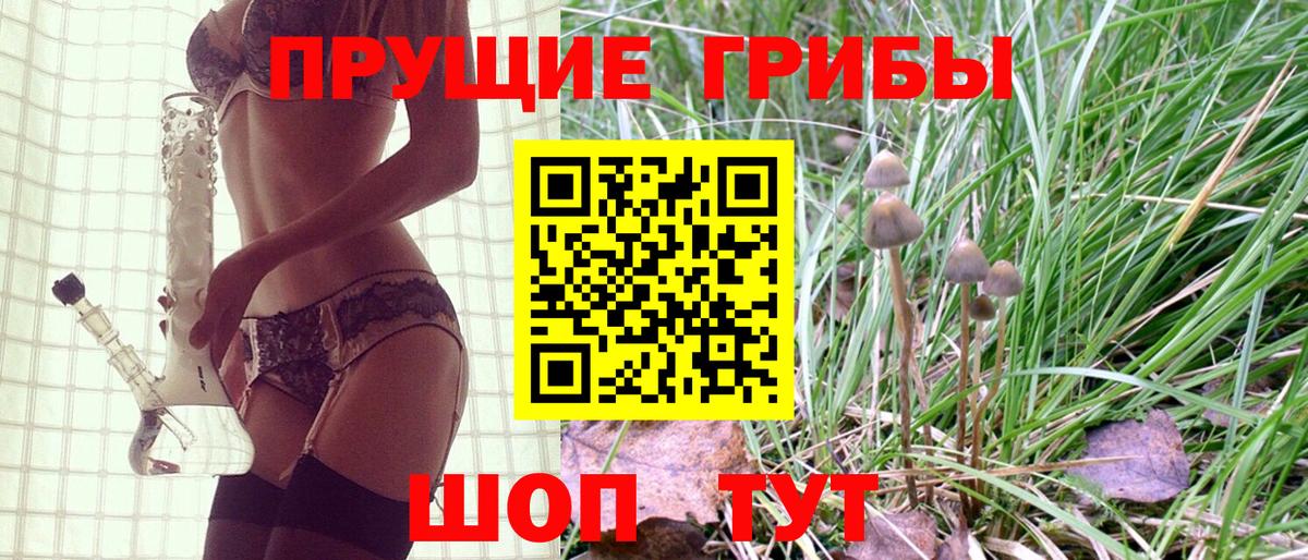 Галлюциногенные грибы Psilocybine cubensis Курчалой