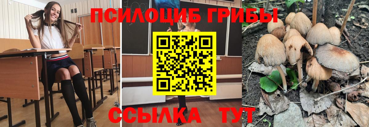 купить   Вход с VPN  Курчалой  Галлюциногенные грибы MAGIC MUSHROOMS 